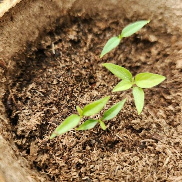 Capsicum chinense Hoja