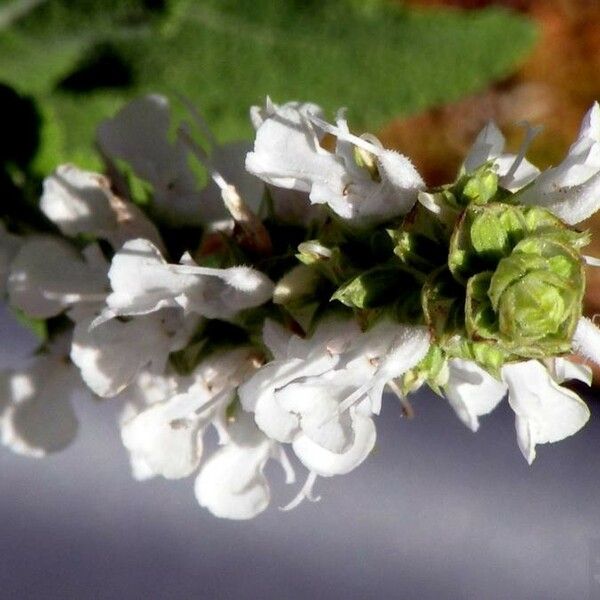 Salvia mellifera Blomma