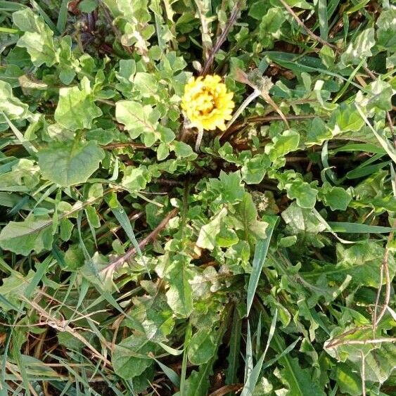 Crepis sancta Alkat (teljes növény)