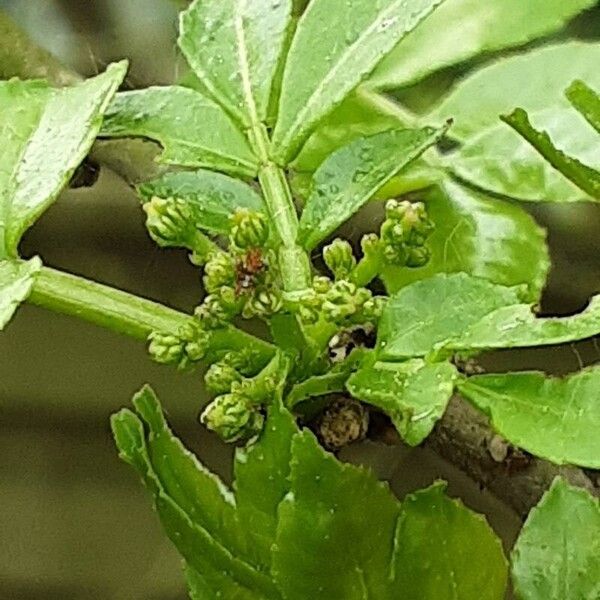 Zanthoxylum bungeanum Flower