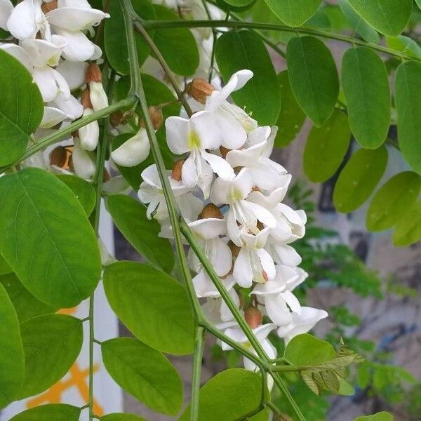 Robinia pseudoacacia Virág