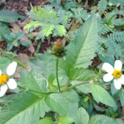 Bidens alba Flower