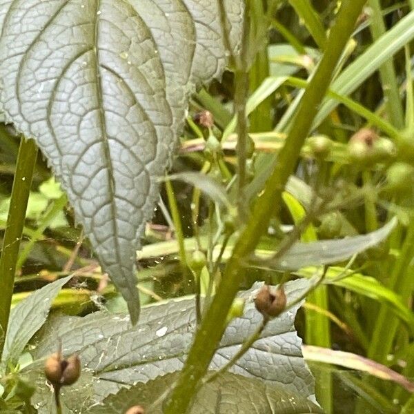 Scrophularia nodosa Bark