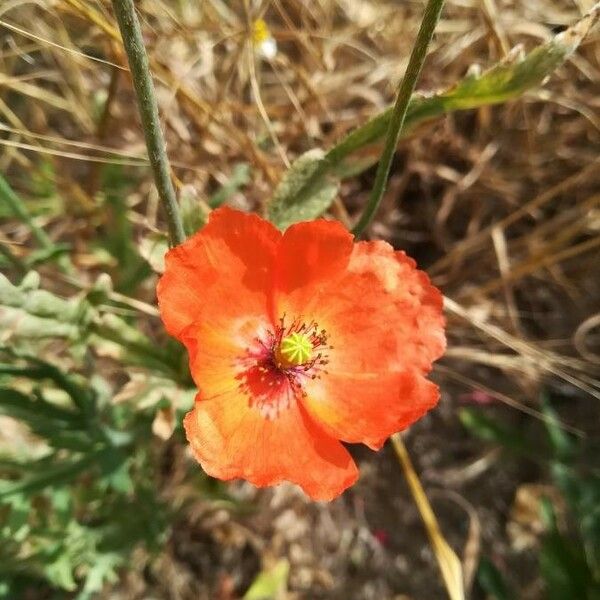 Papaver dubium Virág