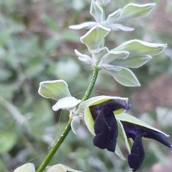Salvia discolor Λουλούδι