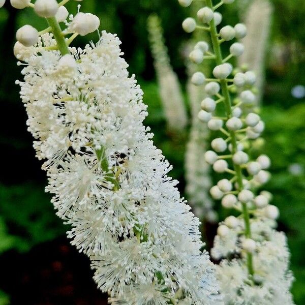 Actaea racemosa Flower