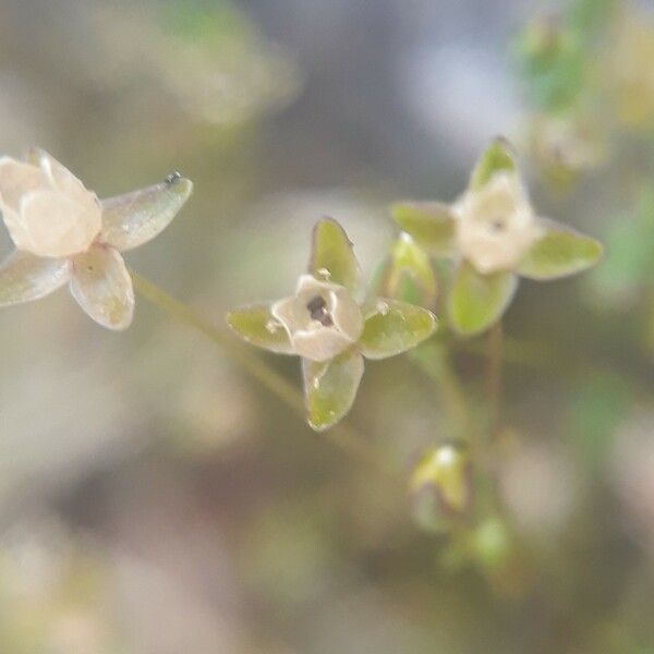 Sagina apetala Flor