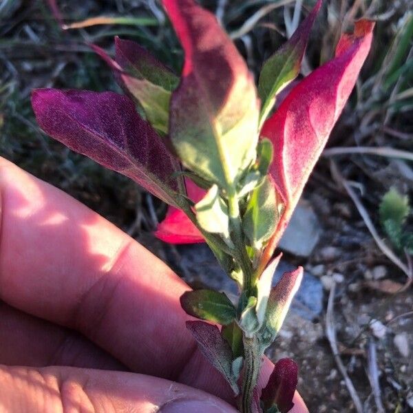 Atriplex prostrata Blad