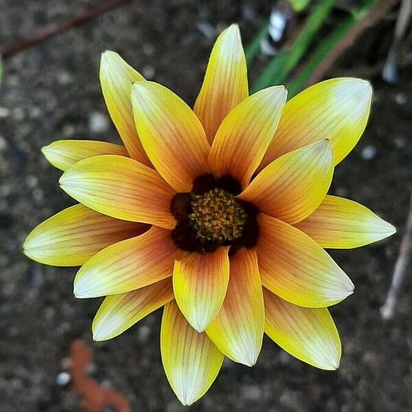 Gazania rigens Flower