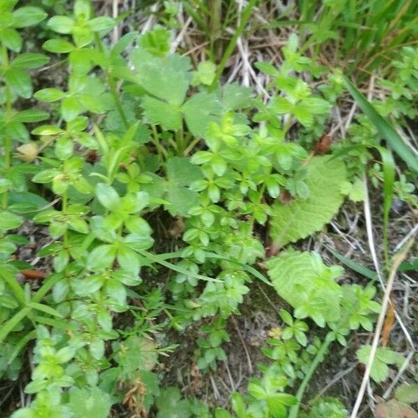 Sherardia arvensis ഇല