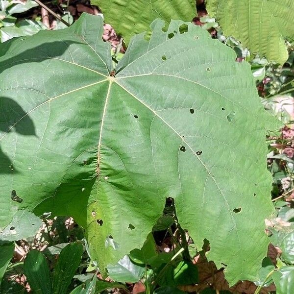 Macaranga schweinfurthii Feuille