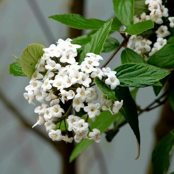 Viburnum carlesii Blüte