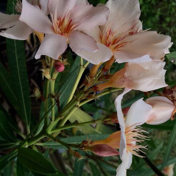 Nerium oleander Blüte