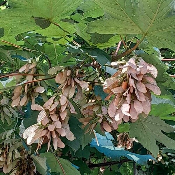 Acer pseudoplatanus Frukt