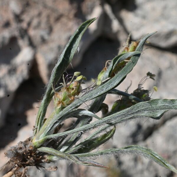 Plantago albicans 葉