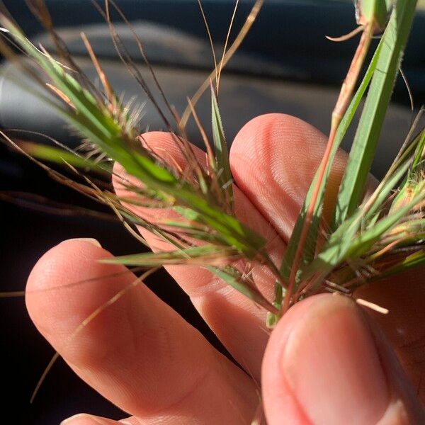 Themeda quadrivalvis Листок