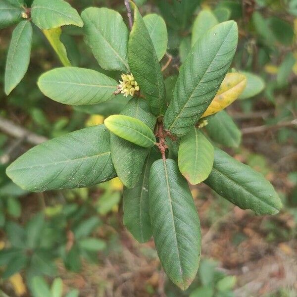 Frangula californica Листок