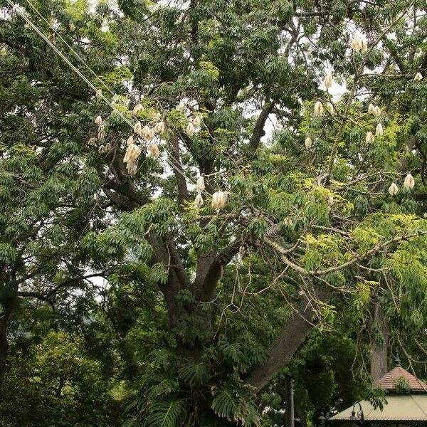 Ceiba pentandra Habit