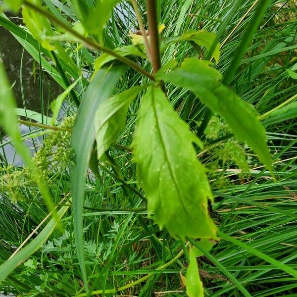 Eupatorium cannabinum पत्ता