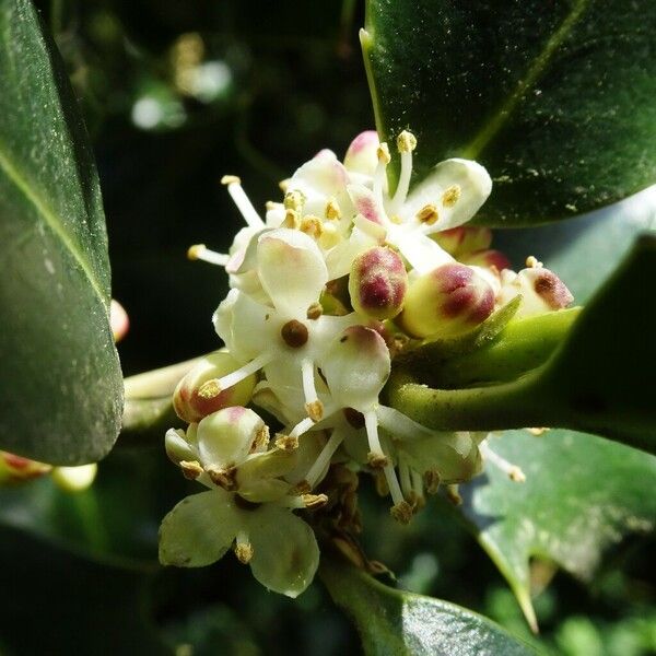 Ilex aquifolium Blomst