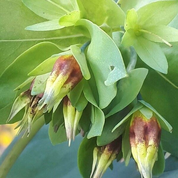 Cerinthe glabra Blüte