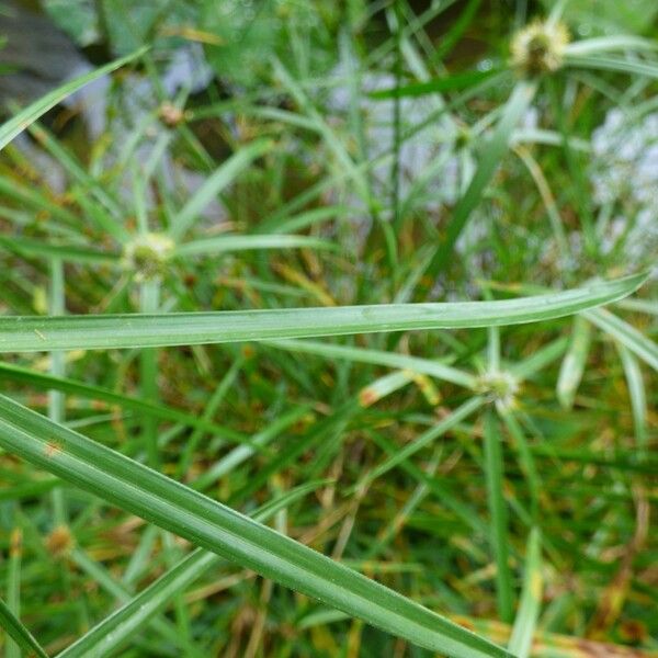 Cyperus melanospermus Leaf