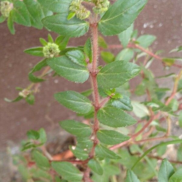 Euphorbia hirta Leaf