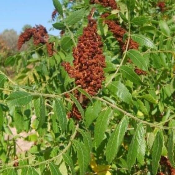 Rhus coriaria Облик