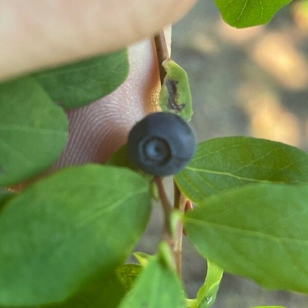 Vaccinium membranaceum Φρούτο