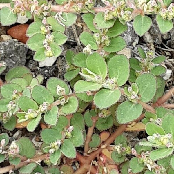 Euphorbia prostrata Leaf