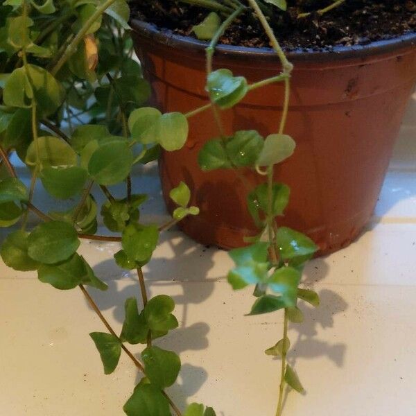 Peperomia rotundifolia Blad