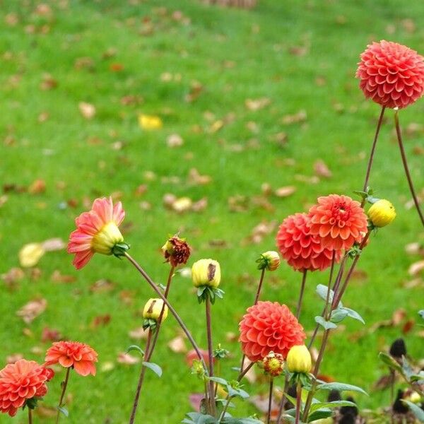 Dahlia pinnata Hábito