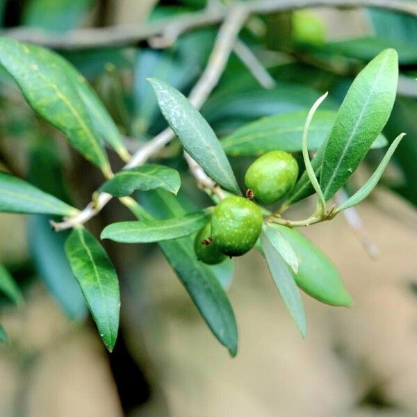 Olea europaea Leaf