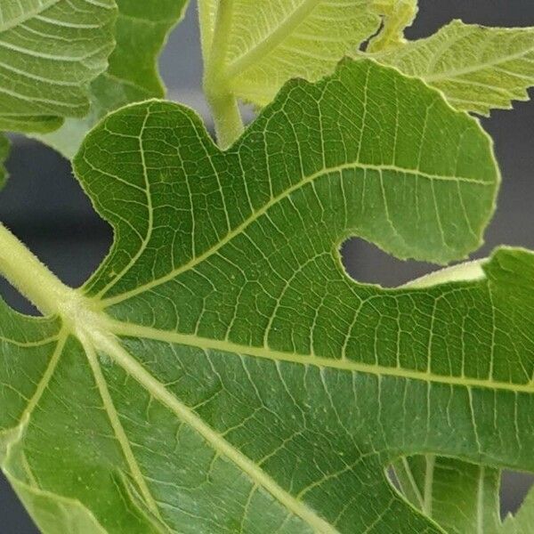 Ficus carica ᱥᱟᱠᱟᱢ