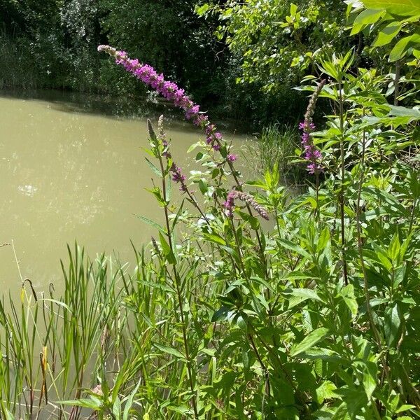 Lythrum salicaria Хабит