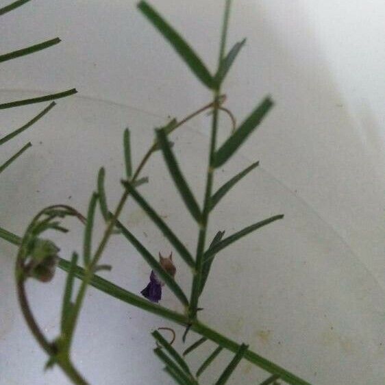 Vicia peregrina Blad