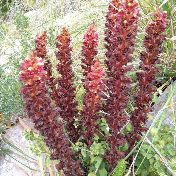 Orobanche foetida Virág