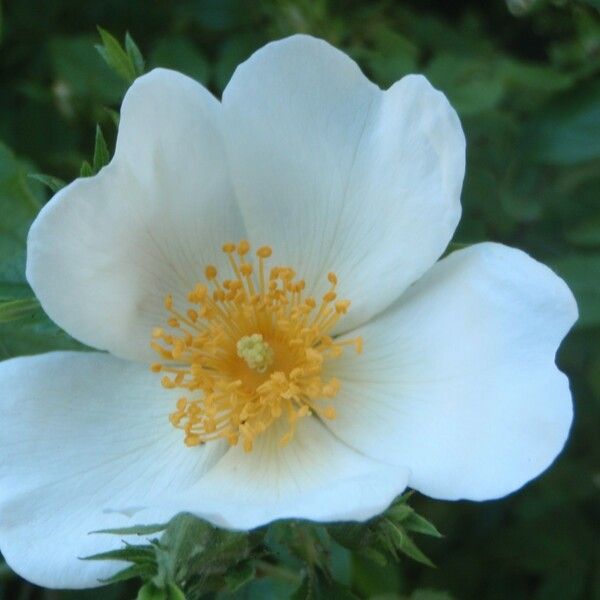 Rosa corymbifera Flower