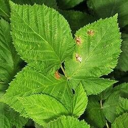 Rubus allegheniensis Leaf