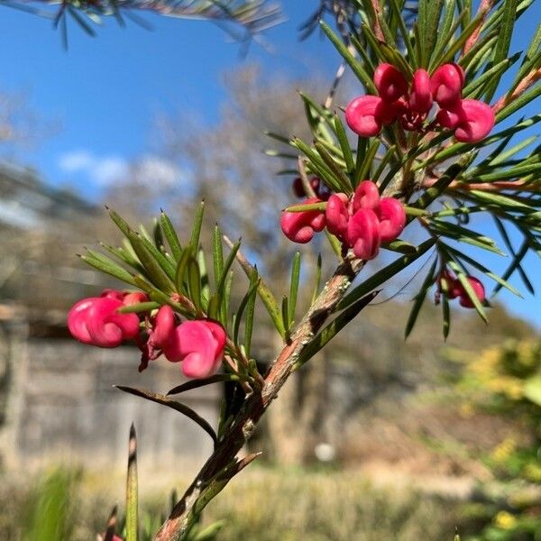 Grevillea rosmarinifolia Kvet