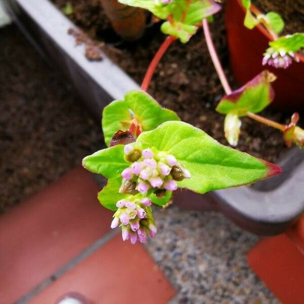 Persicaria capitata 花