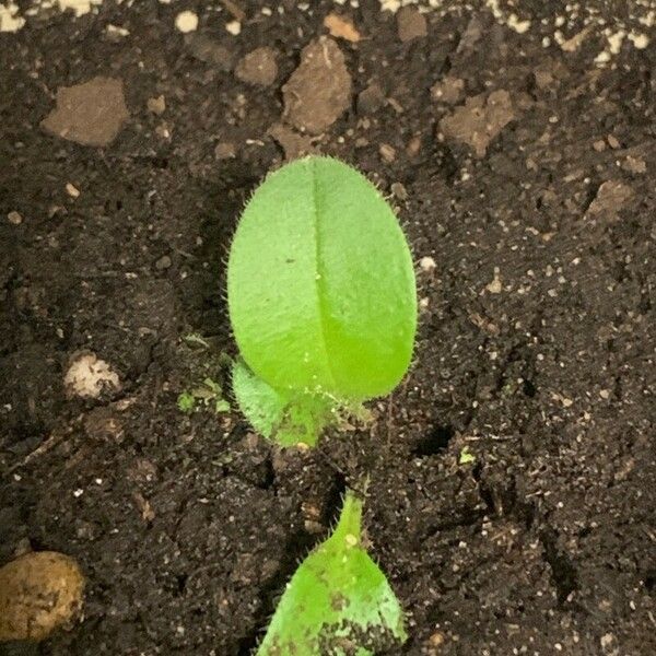 Nicotiana rustica Fuelha