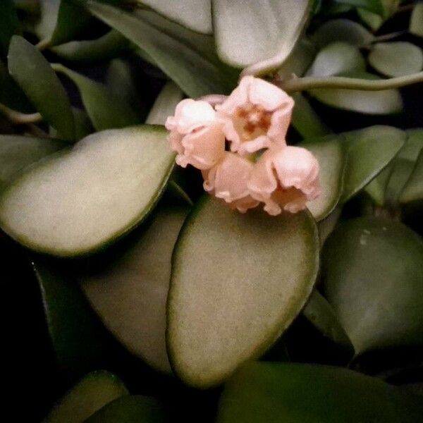 Hoya heuschkeliana Bloem