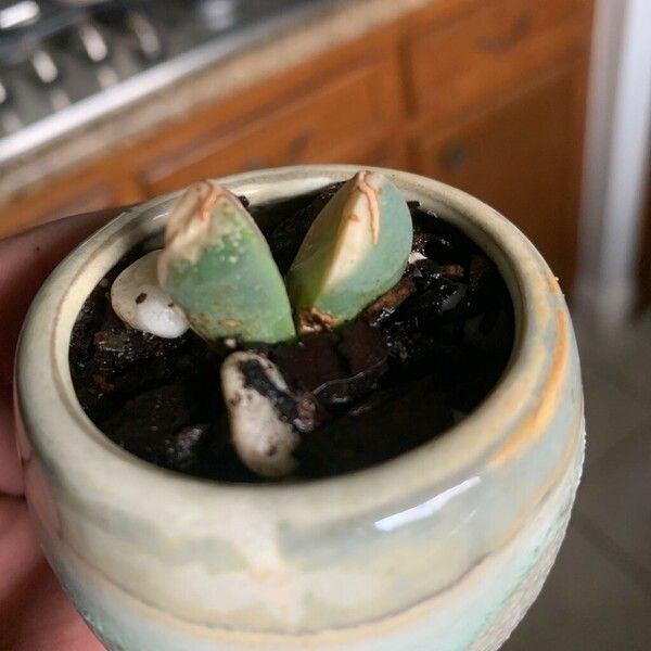 Gibbaeum petrense 葉