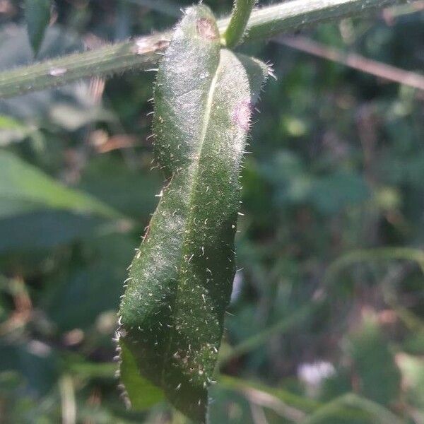 Picris hieracioides Leaf