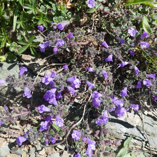 Clinopodium acinos Habitat