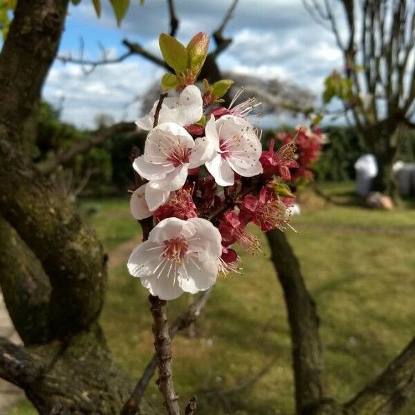 Prunus armeniaca फूल