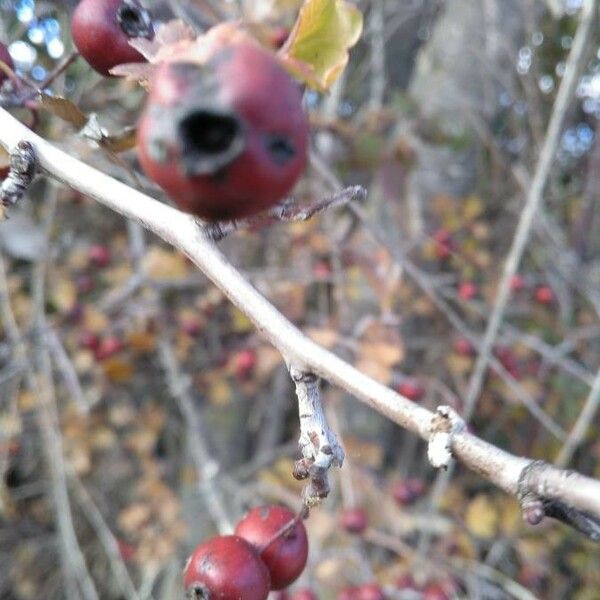 Crataegus laciniata Ffrwyth