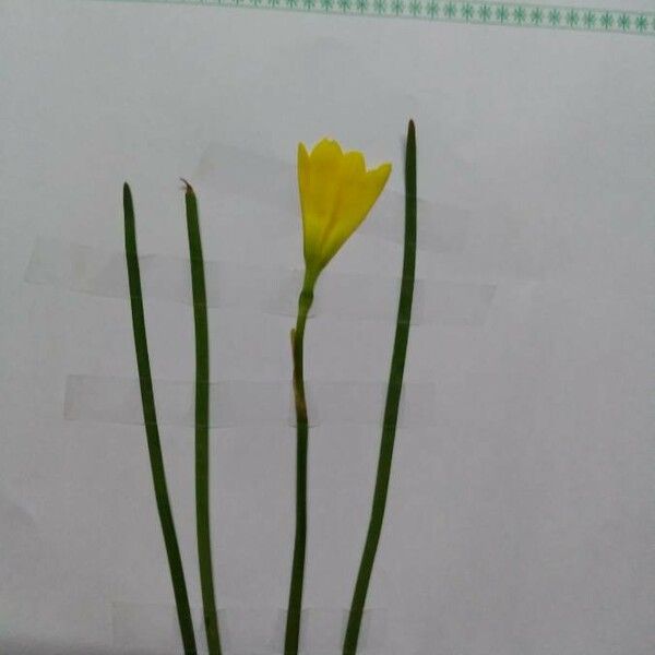 Zephyranthes citrina Цветок