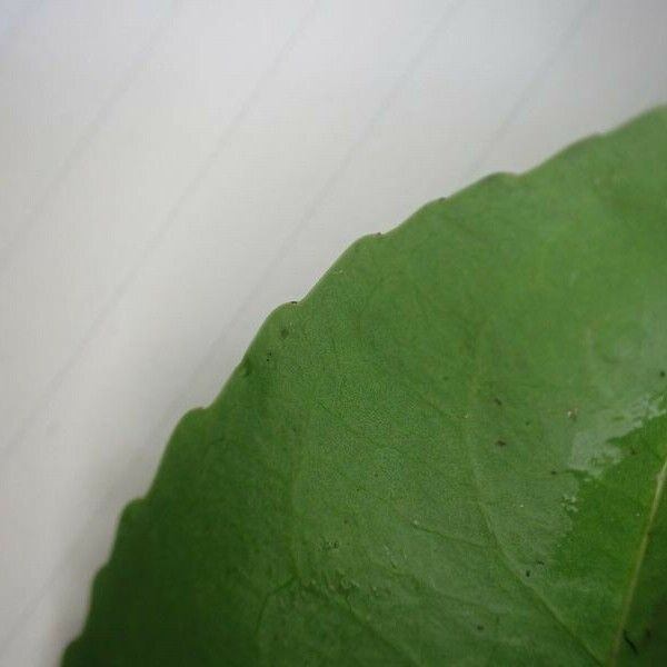 Shirakiopsis elliptica Leaf